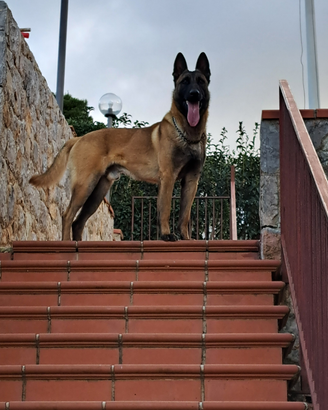 Pastore Belga Malinois