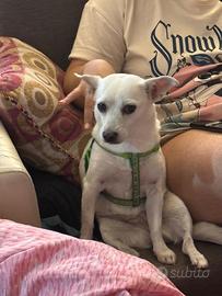 Incrocio Chihuahua volpino