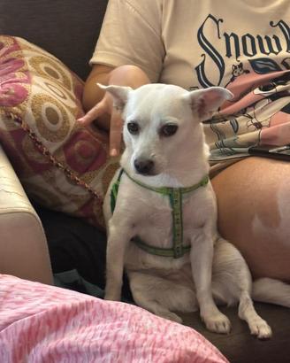 Incrocio Chihuahua volpino