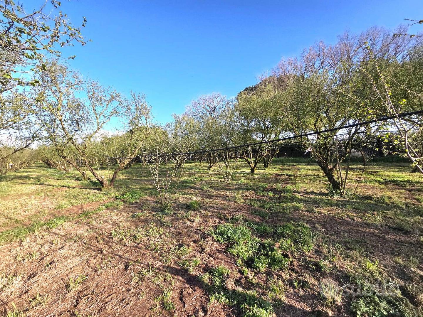 Terreno Agricolo - Ronciglione - Vista 4