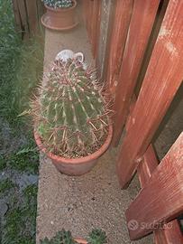 ferrocactus stainesii pilosus