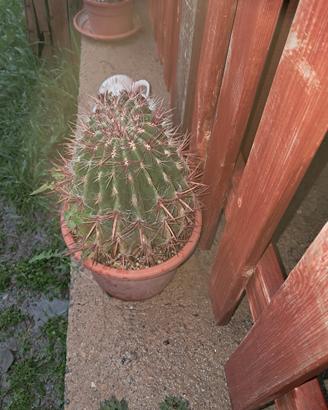 ferrocactus stainesii pilosus
