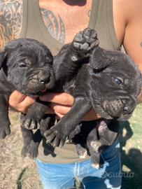 Cuccioli di cane corso