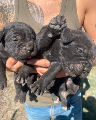 Cuccioli di cane corso
