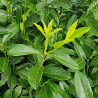 Piante lauroceraso