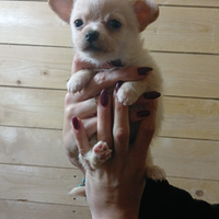 Chihuahua cucciolo maschio