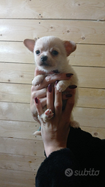 Chihuahua cucciolo maschio
