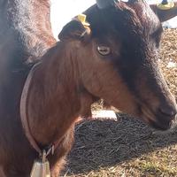 Capra camosciata delle alpi