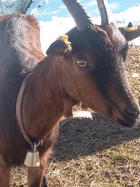 Capra camosciata delle alpi