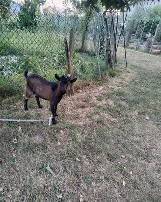 Capretto