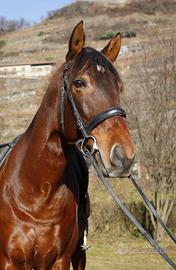 Cavallo PRE, castrone 2017