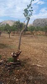 Terreno edificabile San Carlo di condofuri