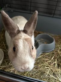 Coniglio nano