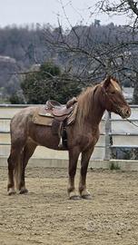 Cavallo