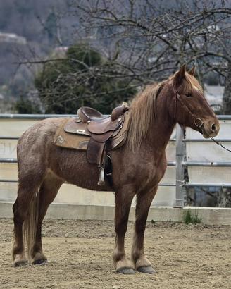 Cavallo