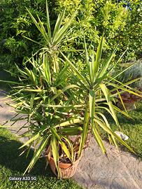 vaso di pianta per la casa e giardino