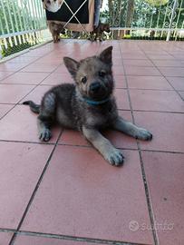 Cuccioli cane lupo cecoslovacco