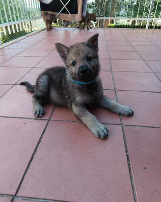 Cane lupo cecoslovacco