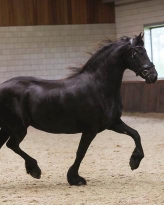 Cavallo frisone pura razza olandese