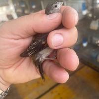 Cardinalina del Venezuela