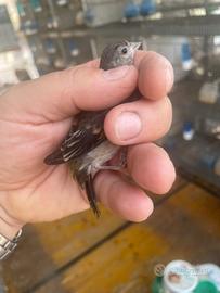 Cardinalina del Venezuela