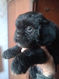 Pechinese cucciolo maschio