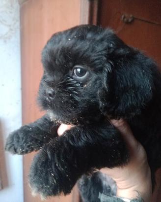 Pechinese cucciolo maschio