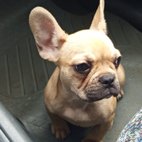 Cucciola Bulldog francese 4 mesi