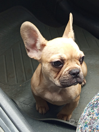 Cucciola Bulldog francese 4 mesi