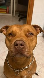 Pitbull rednose