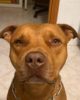 Pitbull rednose
