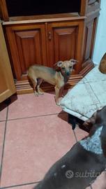 Pinscher simil Samira