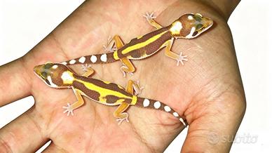 Geco leopardino, teca, tane, insetti