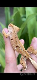 Geco Ciliatus Crestato - Super Dalmatian