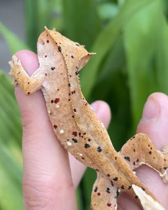 Geco Ciliatus Crestato - Super Dalmatian