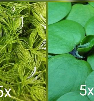 Mix 10 x piante galleggiante acquario 