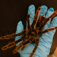 Muta di Lasiodora Parahybana