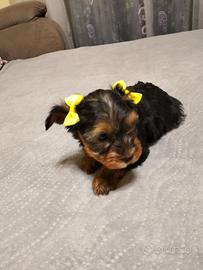 Yorkshire Terrier toy