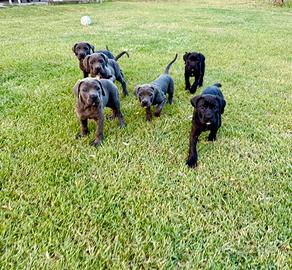 Cuccioli di Cane Corso