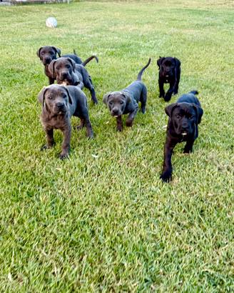 Cuccioli di Cane Corso