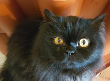 GATTO ADULTO D. ANGORA 