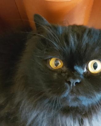 GATTO ADULTO D. ANGORA 