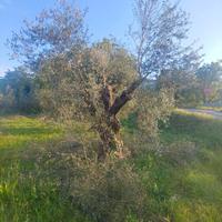 alberi d' olivo di varie dimensioni