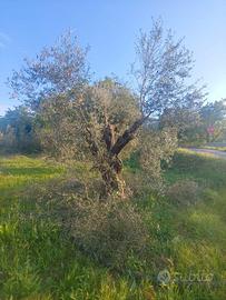 alberi d' olivo di varie dimensioni