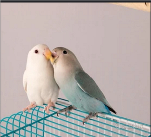 Coppia allevata a mano