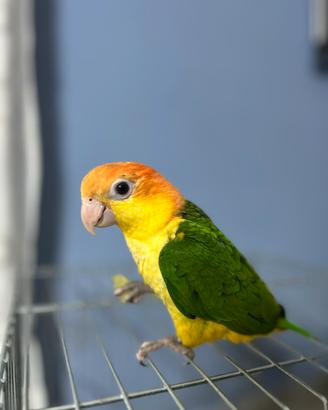 Caicco testa gialla