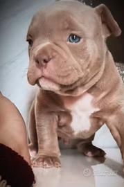 Cucciolioamerican bully exotic pocket con pedigree