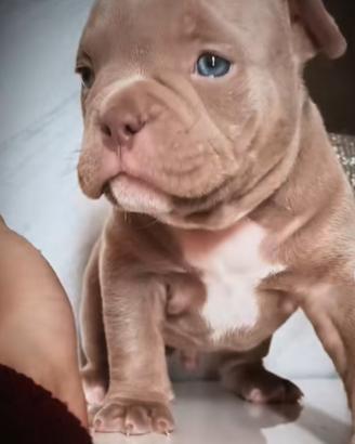 Cucciolioamerican bully exotic pocket con pedigree