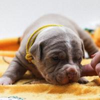 Cuccioli Pitbull