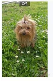 Yorkshire terrier